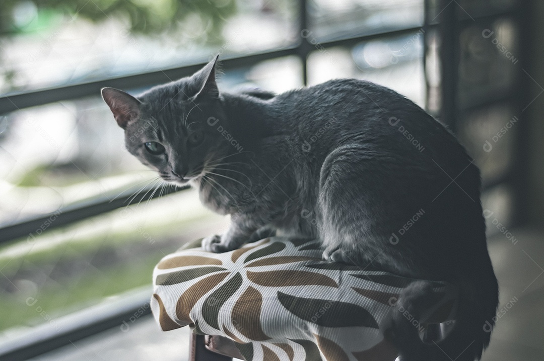 Gato cinza com listras pretas e olhos verdes, animal de estimação em casa.