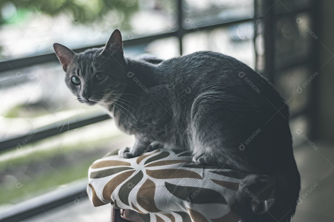 Gato cinza com listras pretas e olhos verdes, animal de estimação em casa.