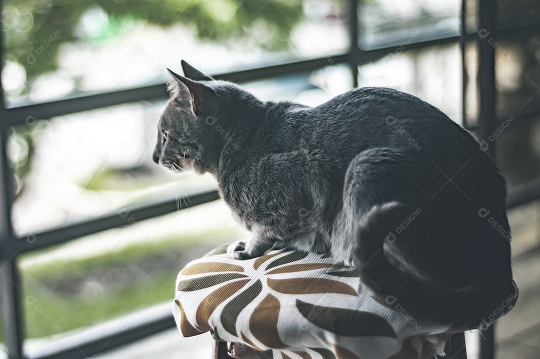 Gato cinza com listras pretas e olhos verdes, animal de estimação em casa.