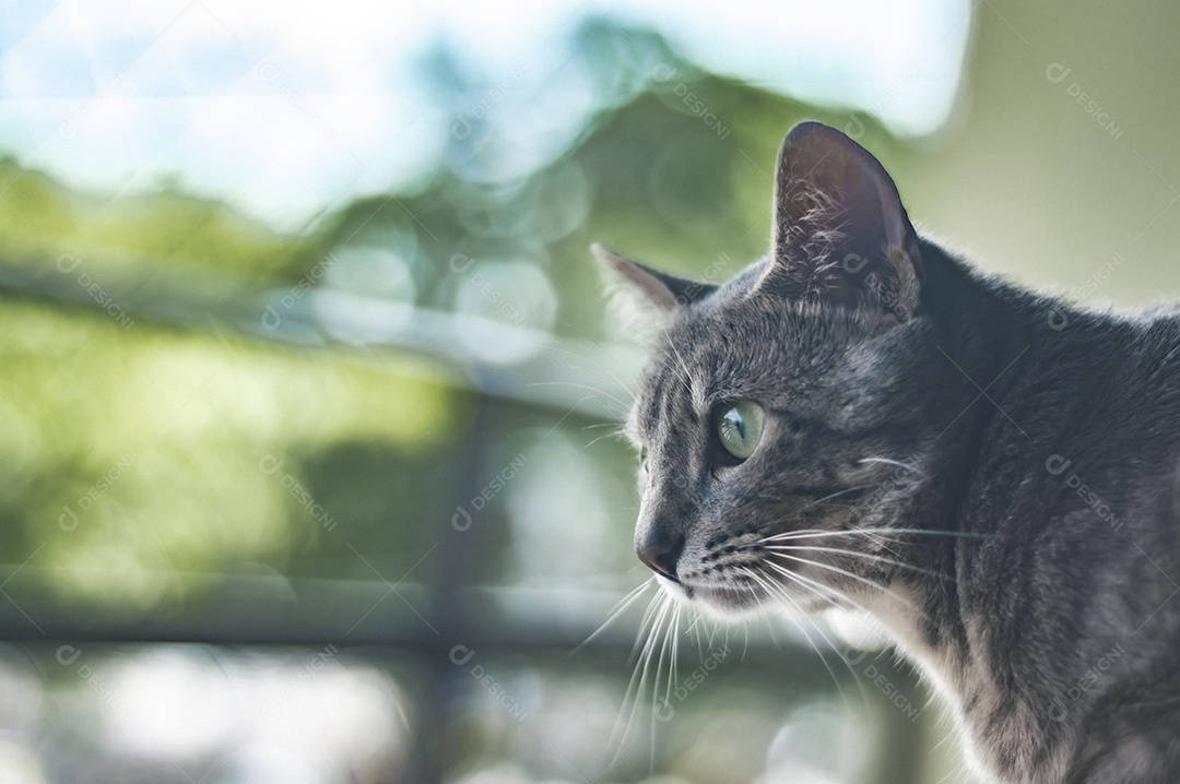 Gato cinza com listras pretas e olhos verdes, animal de estimação em casa.