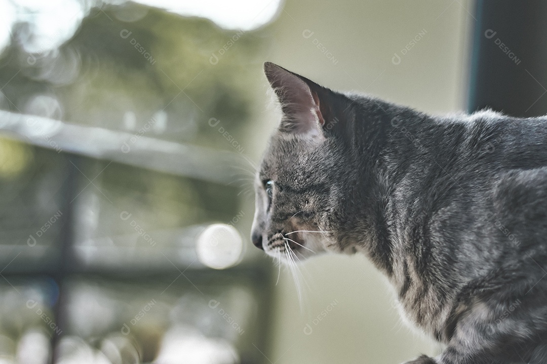 Gato cinza com listras pretas e olhos verdes, animal de estimação em casa.