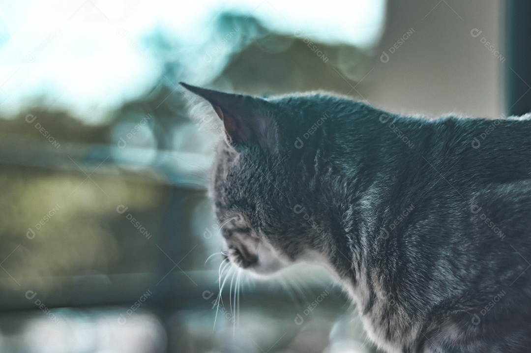 Gato cinza com listras pretas e olhos verdes, animal de estimação em casa.