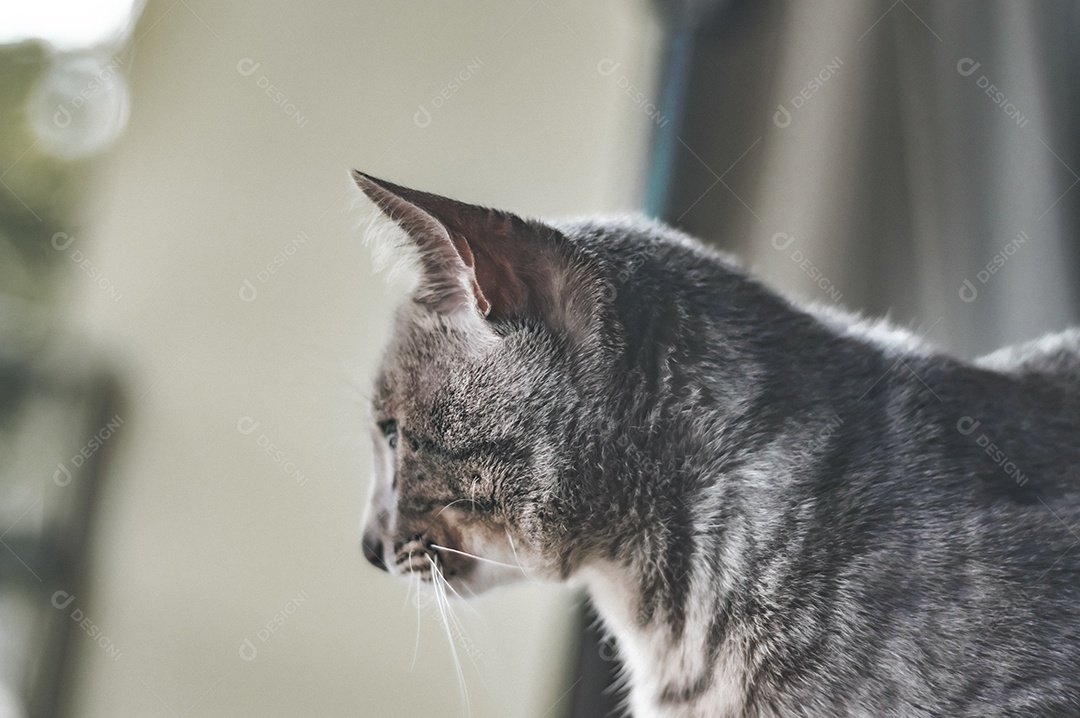 Gato cinza com listras pretas e olhos verdes, animal de estimação em casa.