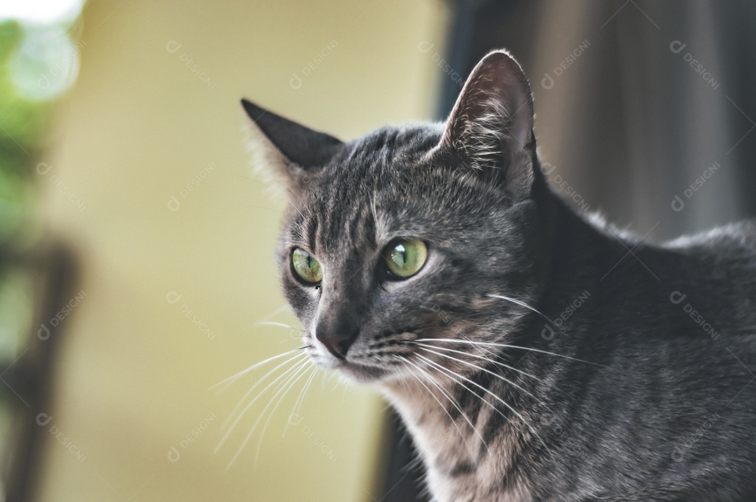 Gato cinza com listras pretas e olhos verdes, animal de estimação em casa.