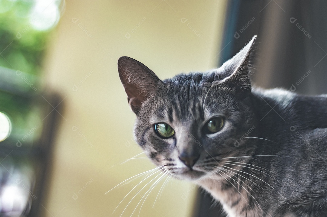 Gato cinza com listras pretas e olhos verdes, animal de estimação em casa.