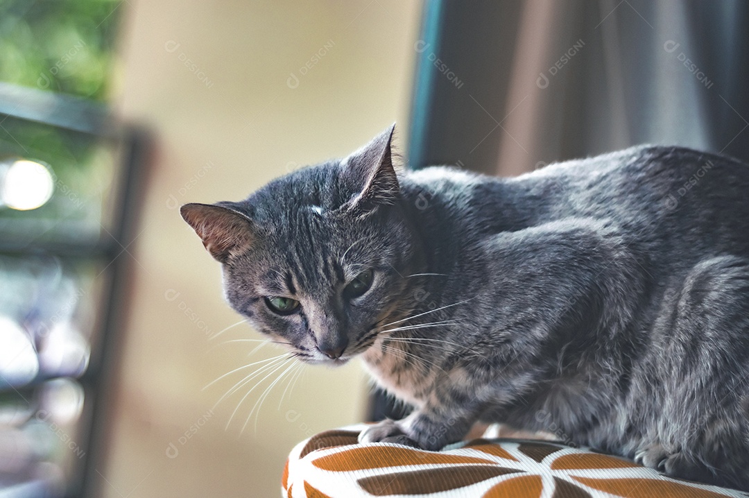 Gato cinza com listras pretas e olhos verdes, animal de estimação em casa.