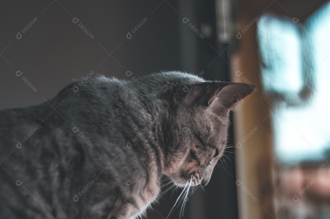 Gato cinza com listras pretas e olhos verdes, animal de estimação em casa.