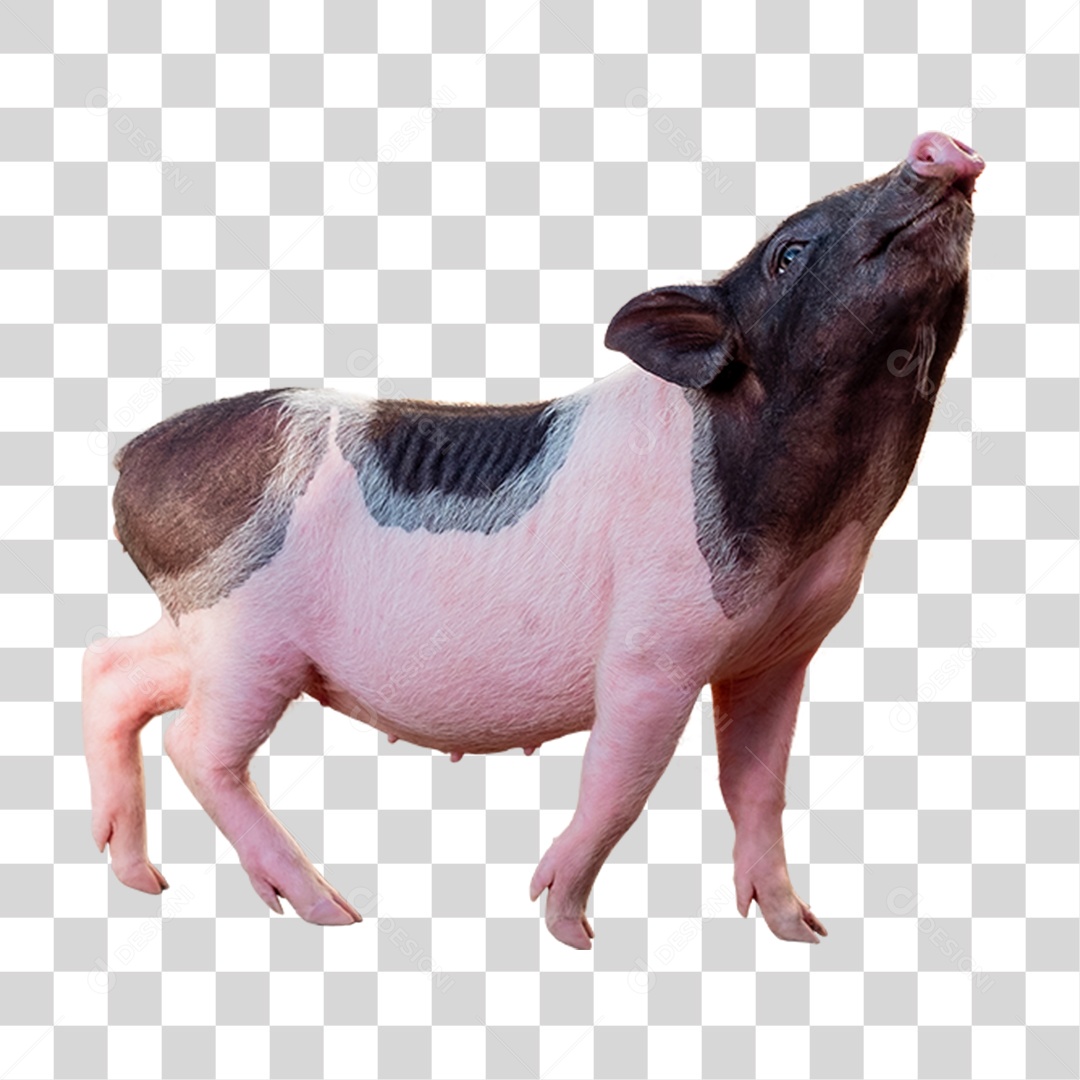 Porco Animal Fazenda PNG Transparente