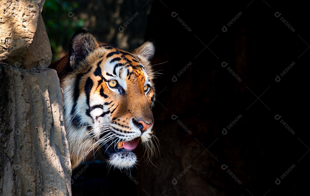 Animal tigre saindo da toca