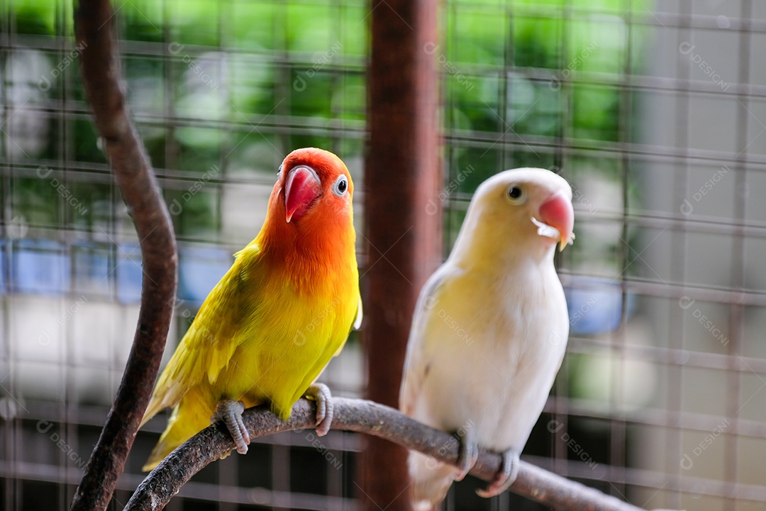 Casal de passarinhos pousados no galho