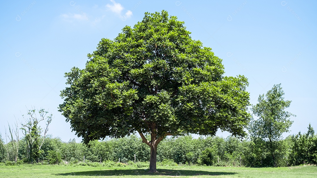 Vista árvore verde no campo