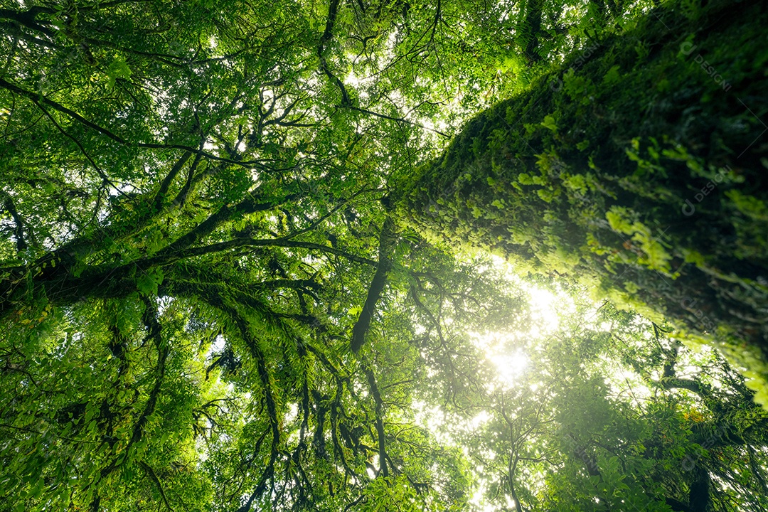 Olhando para cima vista do tronco da árvore para as folhas verdes da árvore na floresta com luz do sol