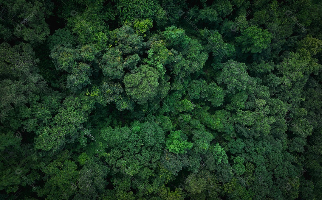 Vista aérea superior de árvores verdes na floresta. A visão do drone de uma árvore verde densa captura CO2.