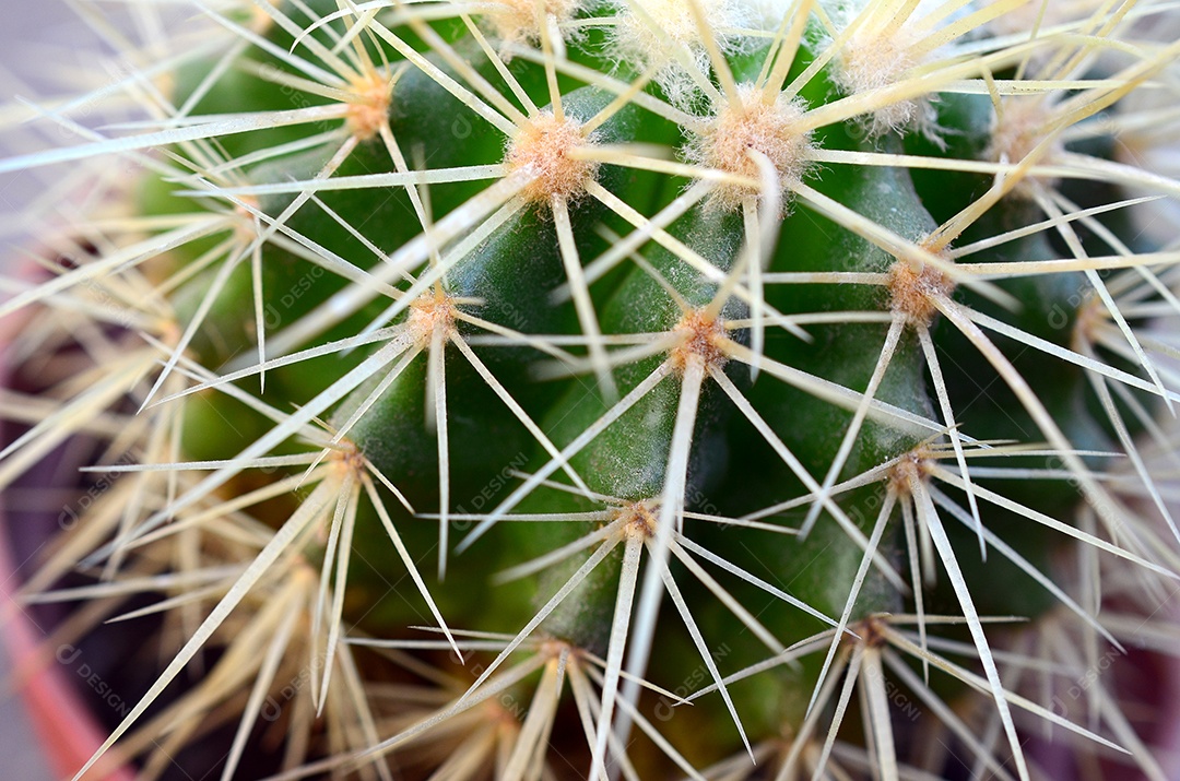 Espinhos amarelo de cacto em um vazo