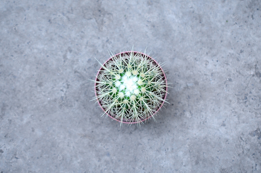 Cacto em vaso no chão de concreto