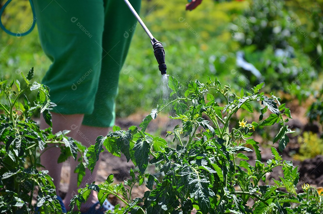 Mulher borrifa veneno sobre suas plantas