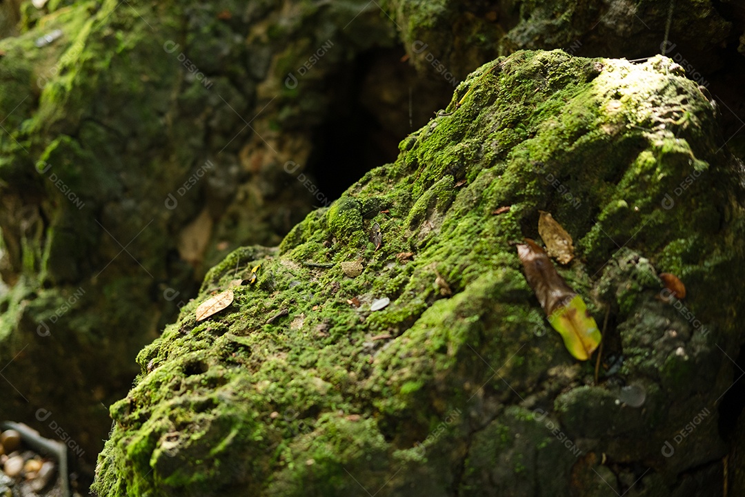 Musgo de folhagem verde e exuberante e samambaia