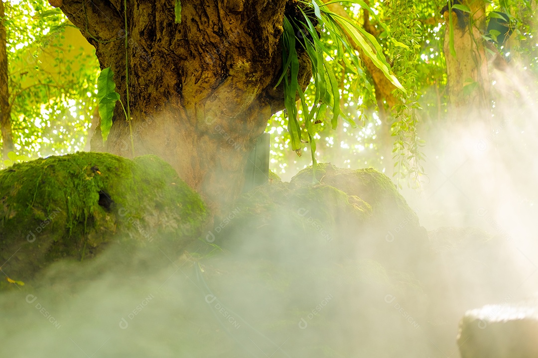 Musgo de folhagem verde e exuberante e samambaia