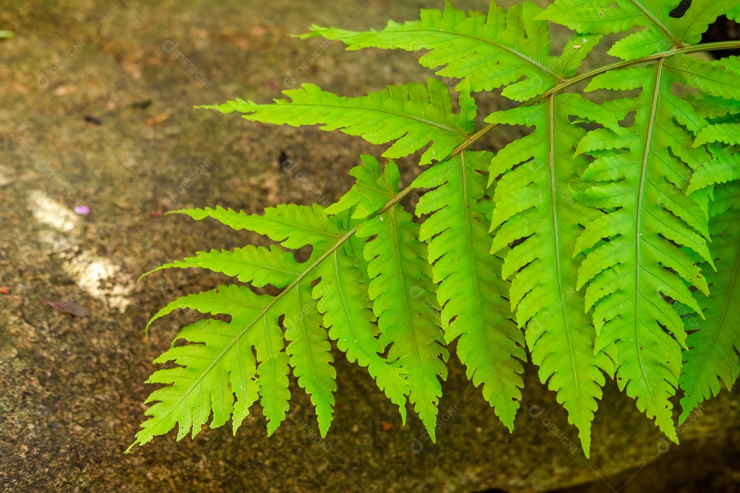 Musgo de folhagem verde e exuberante e samambaia