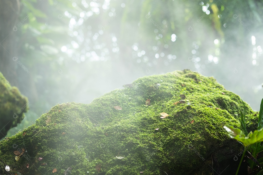 Musgo de folhagem verde e exuberante e samambaia