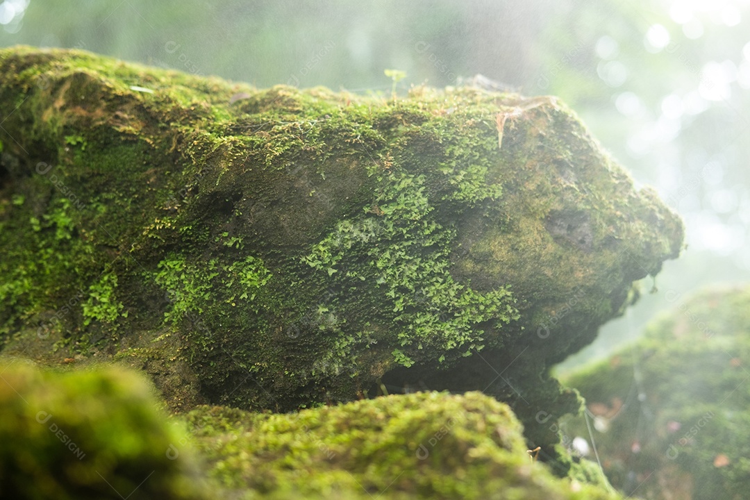 Pedra com musgo de folhagem verde
