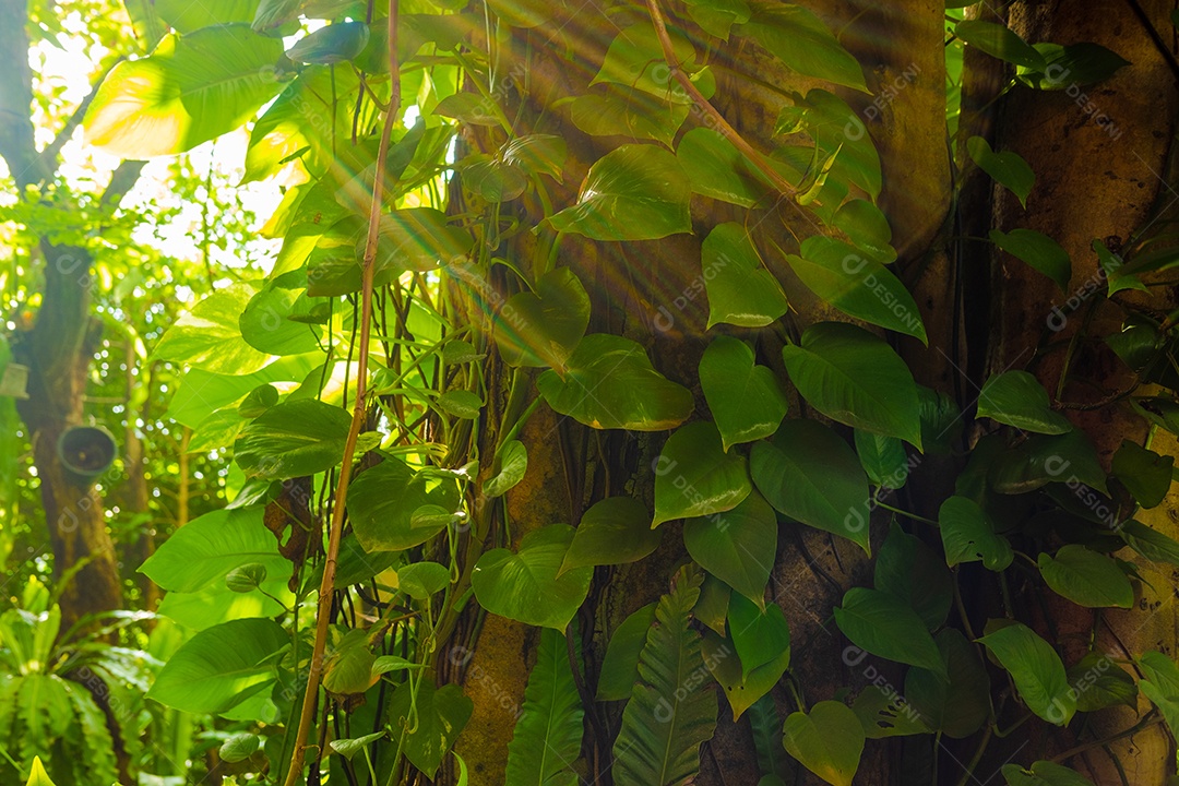 Musgo de folhagem verde e exuberante e samambaia