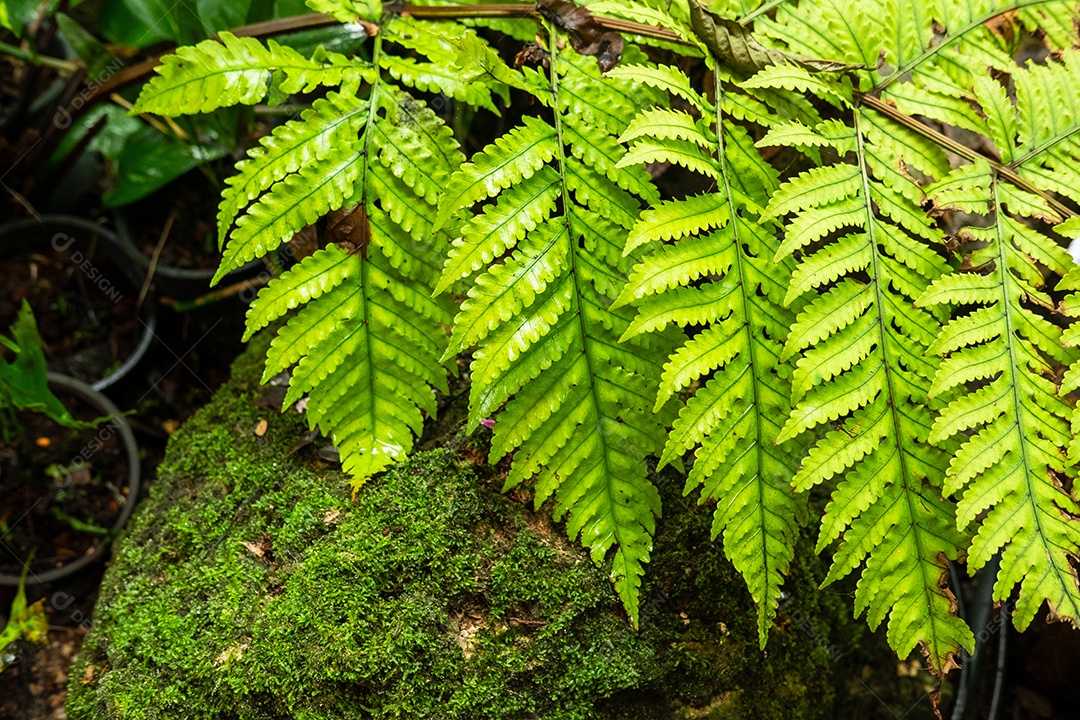 Musgo de folhagem verde e exuberante e samambaia