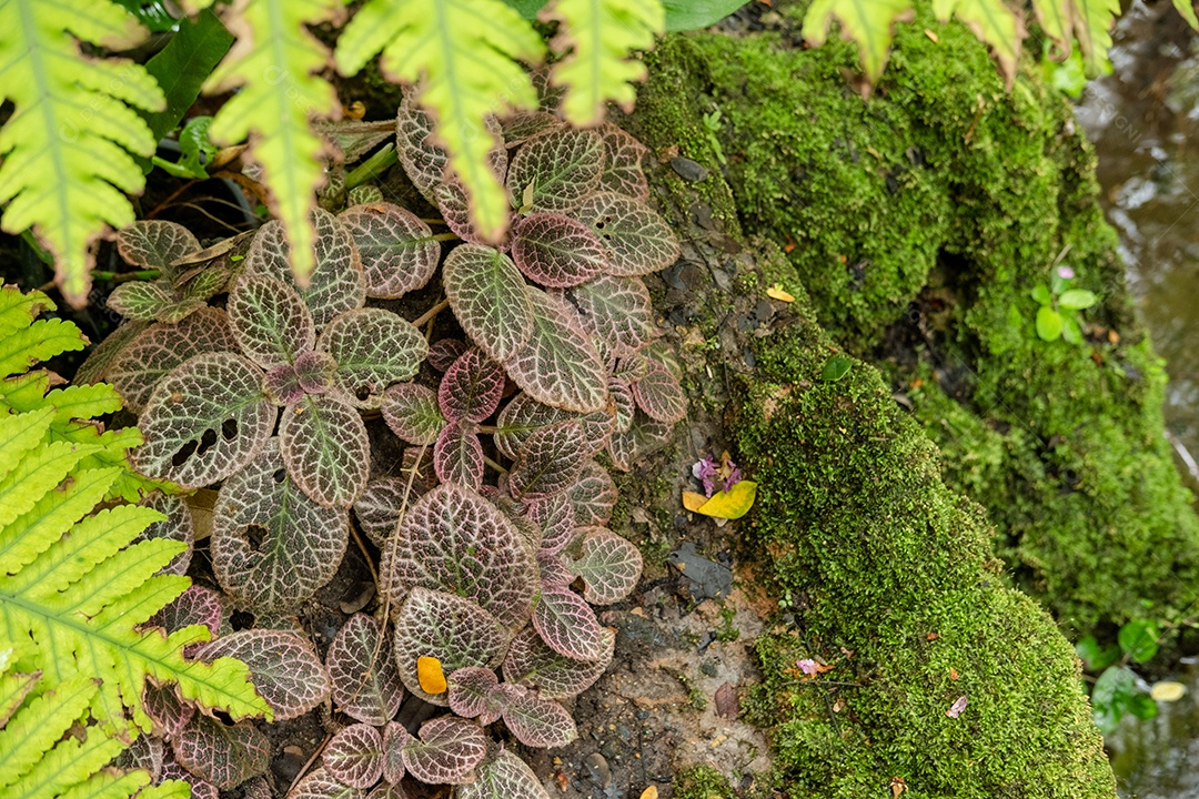 Musgo de folhagem verde e exuberante e samambaia