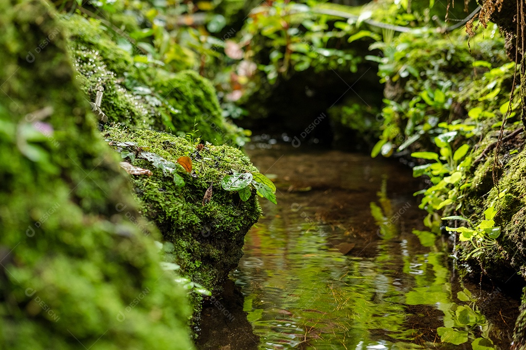 Musgo de folhagem verde e exuberante e samambaia com fundo de rio