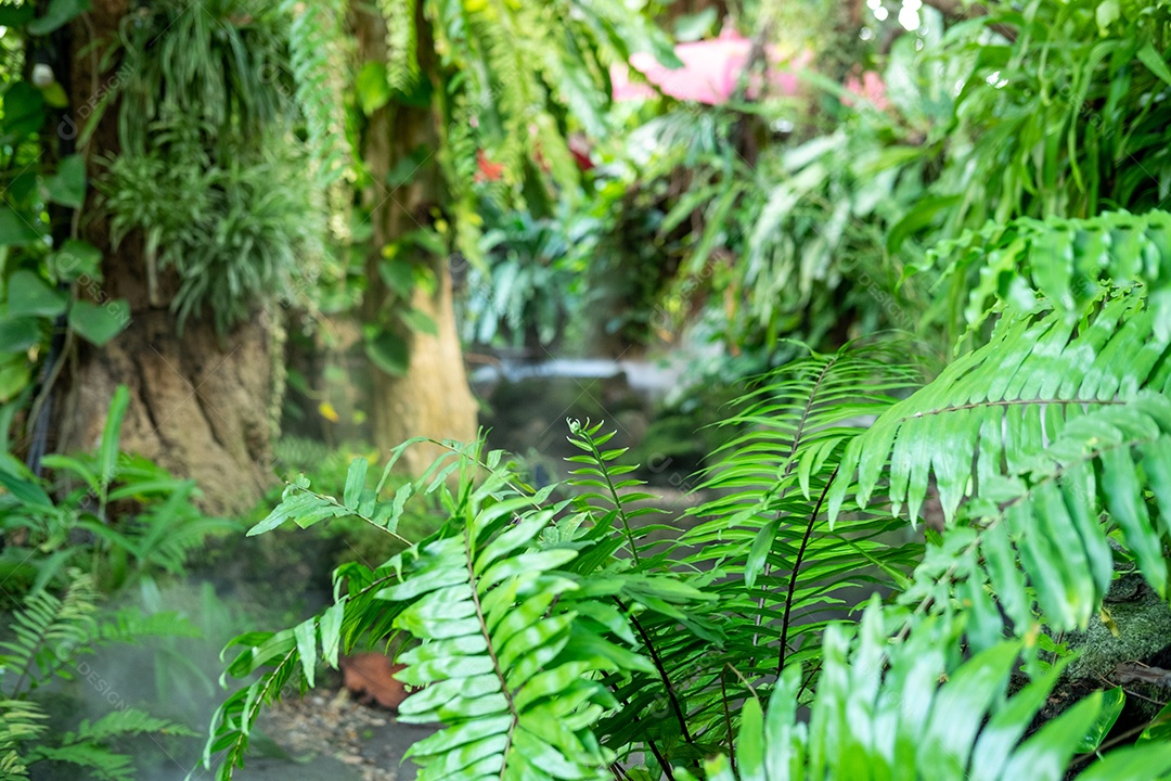 Musgo de folhagem verde e exuberante e samambaia