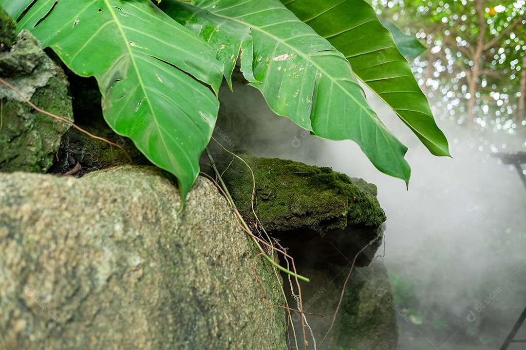 Musgo de folhagem verde e exuberante e samambaia frescas com um clima enevoado