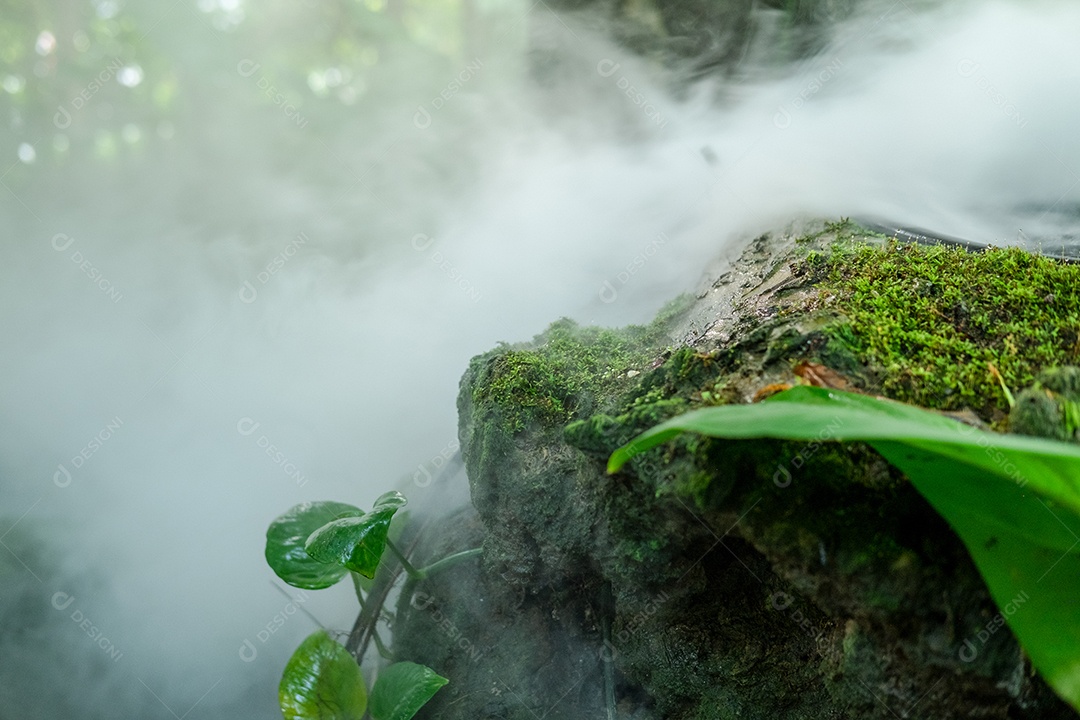 Musgo de folhagem verde e exuberante e samambaia frescas com um clima enevoado