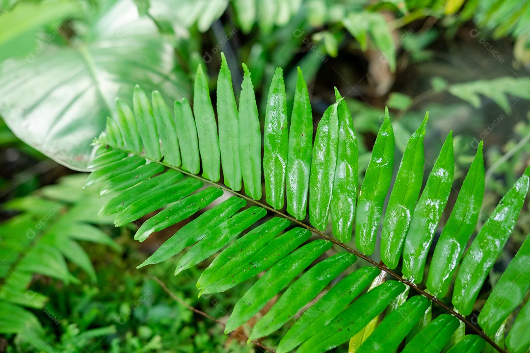Musgo de folhagem verde e exuberante e samambaia e planta fresca