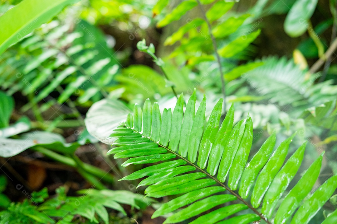 Musgo de folhagem verde e exuberante e samambaia e planta fresca