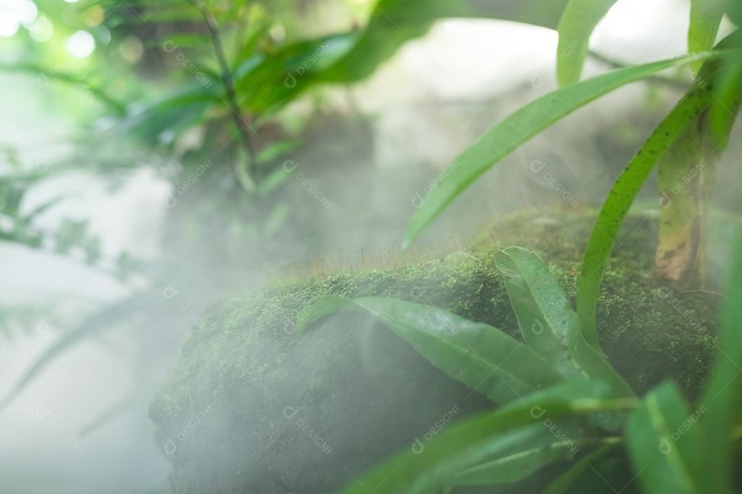 Musgo de folhagem verde e exuberante e samambaia frescas com um clima enevoado