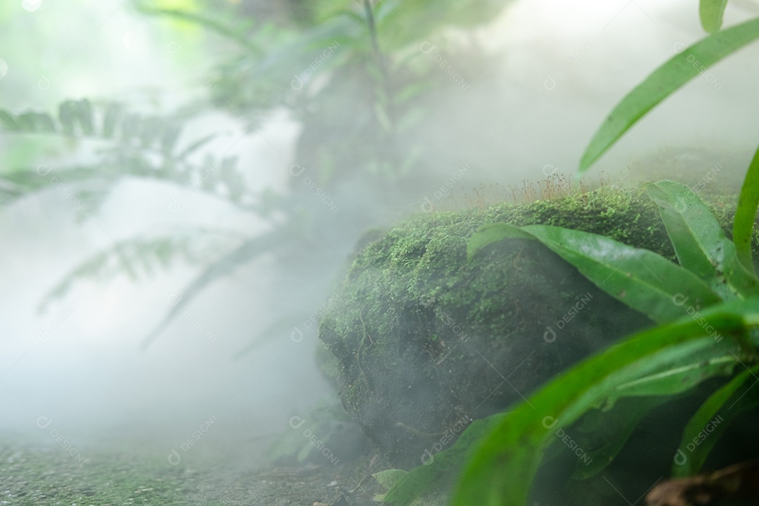 Musgo de folhagem verde e exuberante e samambaia com muita neblina