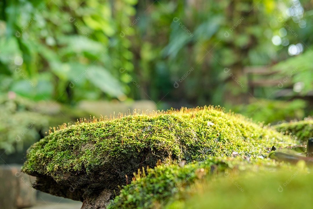 Musgo de folhagem verde e exuberante e samambaia