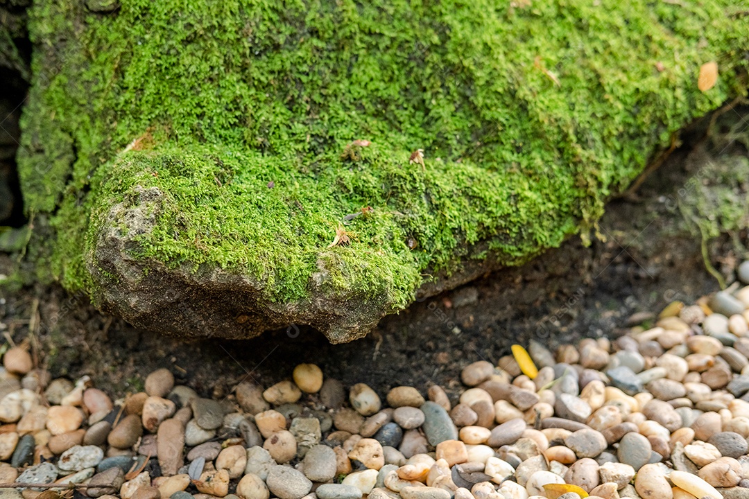 Musgo de folhagem verde e exuberante e samambaia em planta fresca