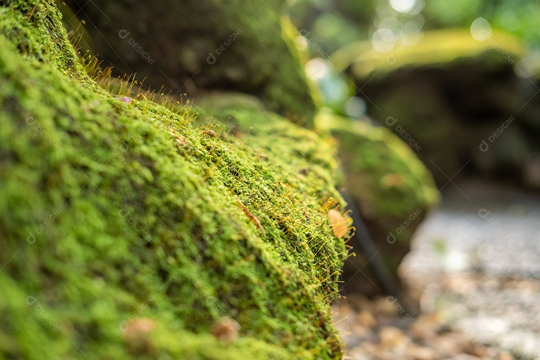 Musgo de folhagem verde e exuberante e samambaia