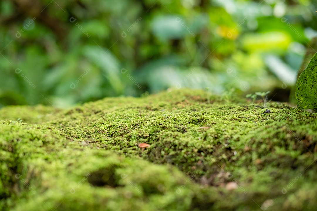 Musgo de folhagem verde e exuberante e samambaia