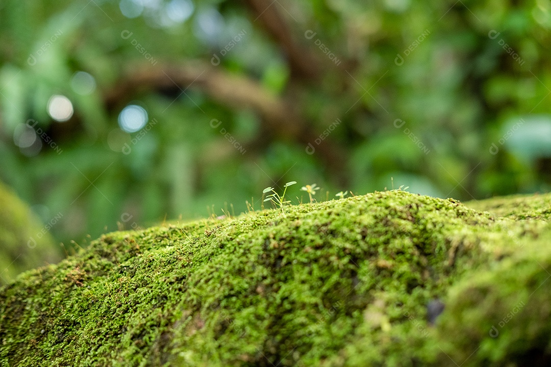 Musgo de folhagem verde e exuberante e samambaia