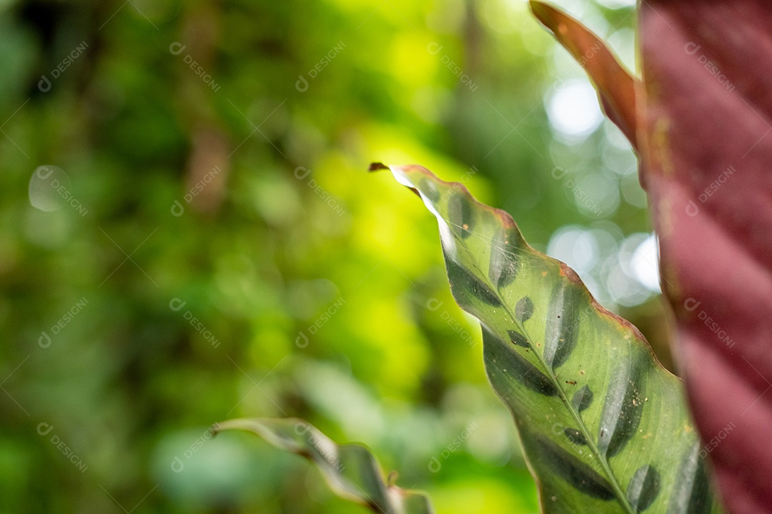 Folhas de samambaia com fundo de natureza