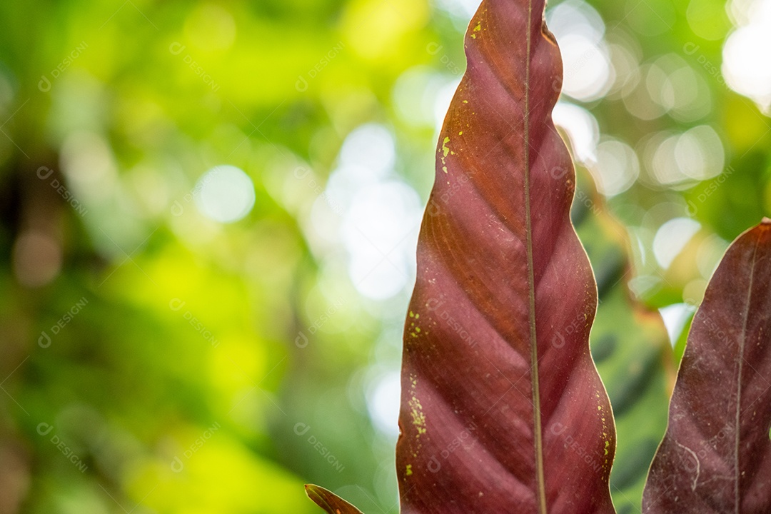 Folhas vermelha da natureza