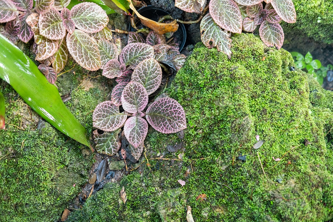 Musgo de folhagem verde e exuberante e samambaia