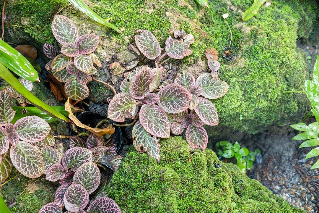 Musgo de folhagem verde e exuberante