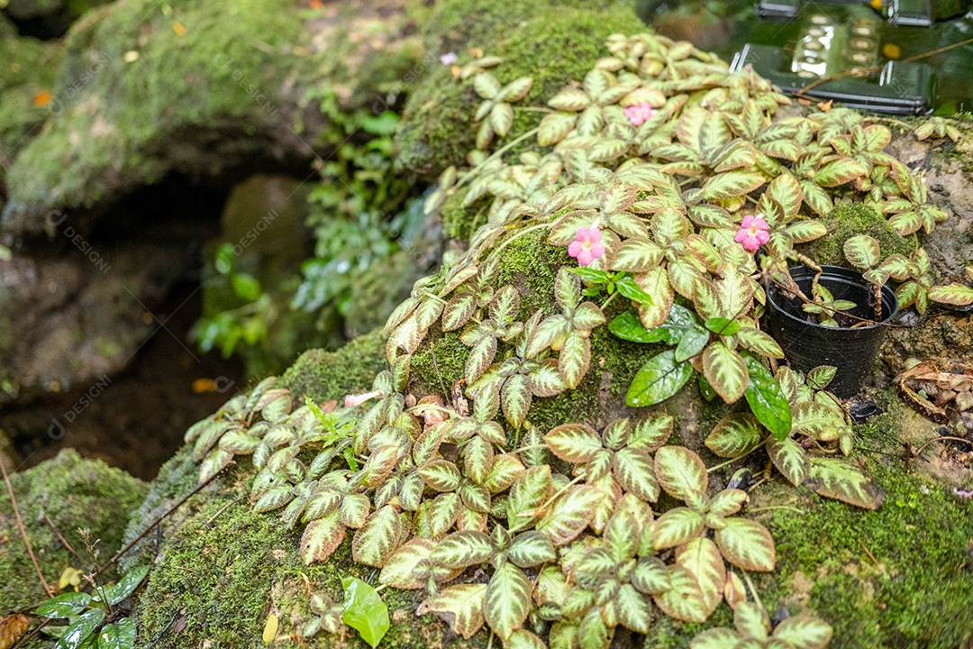 Musgo de folhagem verde