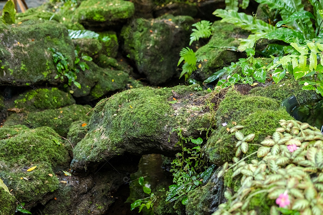 Musgo de folhagem verde e exuberante e samambaia