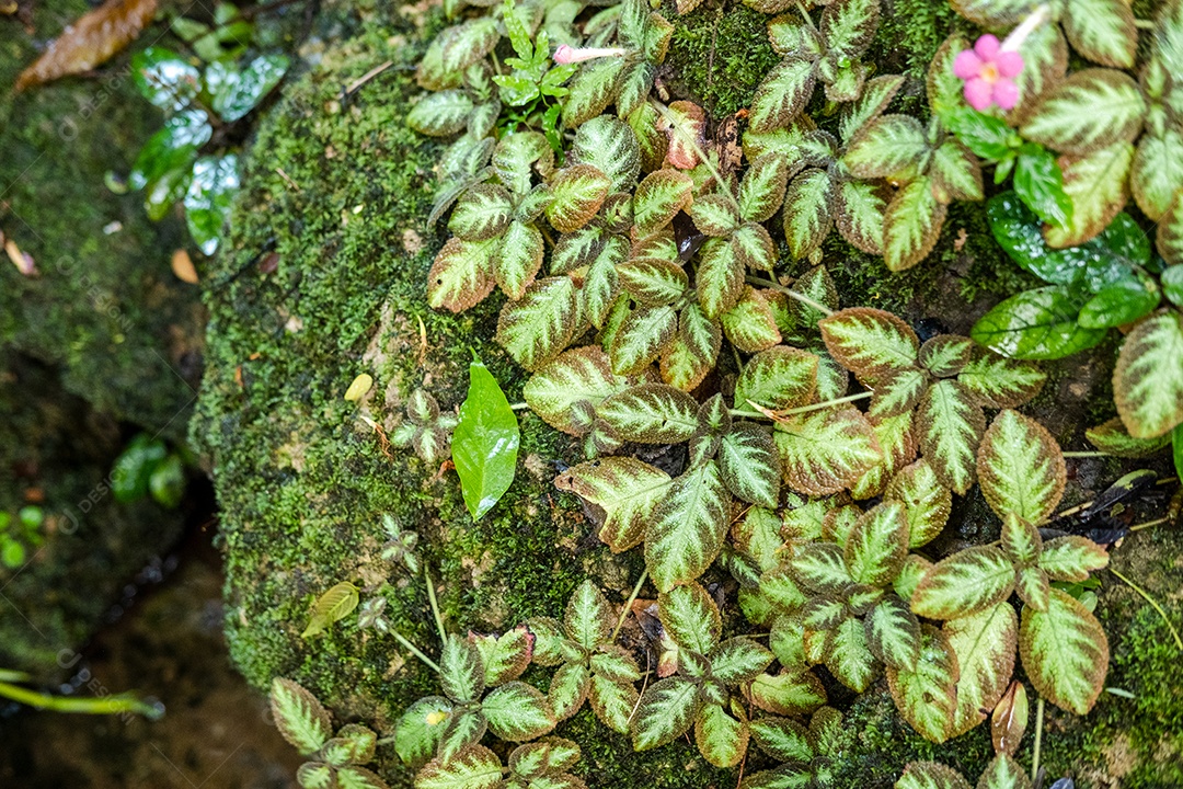 Musgo de folhagem verde e exuberante e samambaia