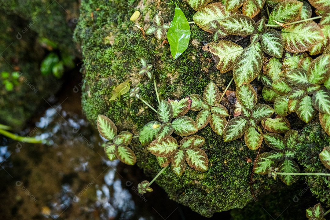Jardim com lindas plantas verdes