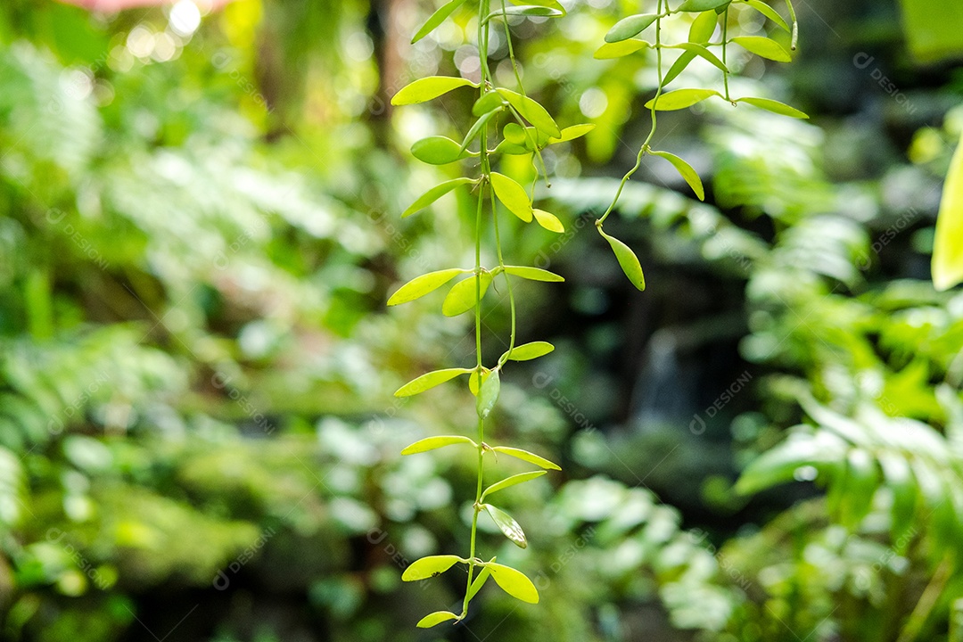 Jardim com lindas plantas verdes